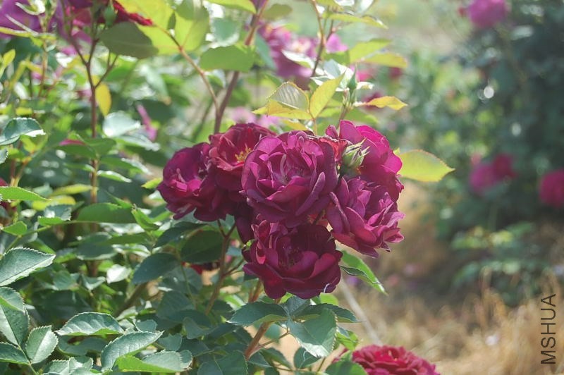 DSC_05050505.JPG