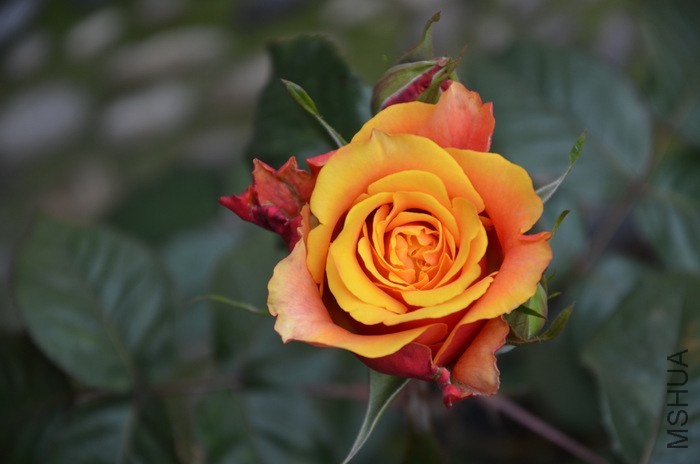 1-DSC_2354.JPG