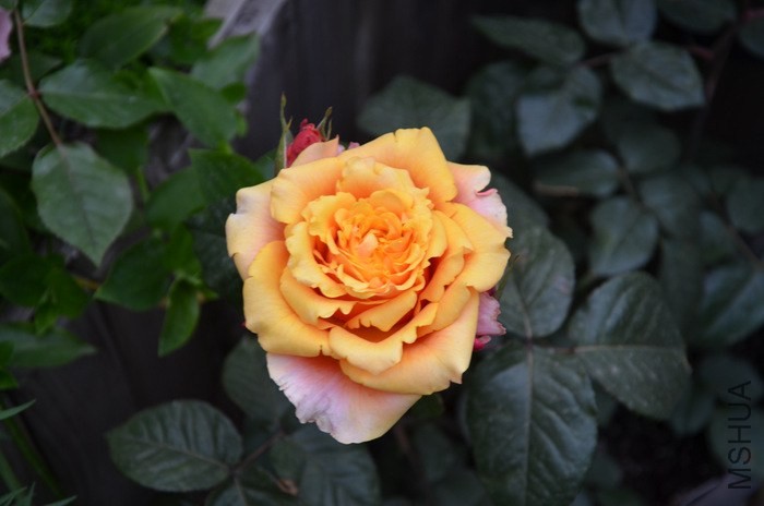 1-DSC_2368.JPG
