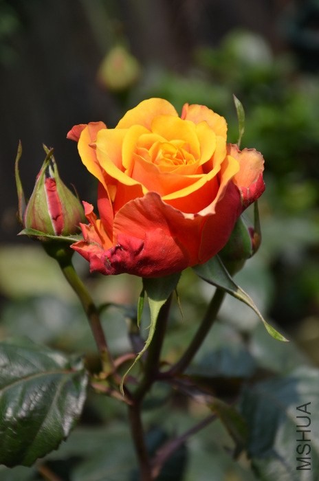 1-DSC_2357.JPG