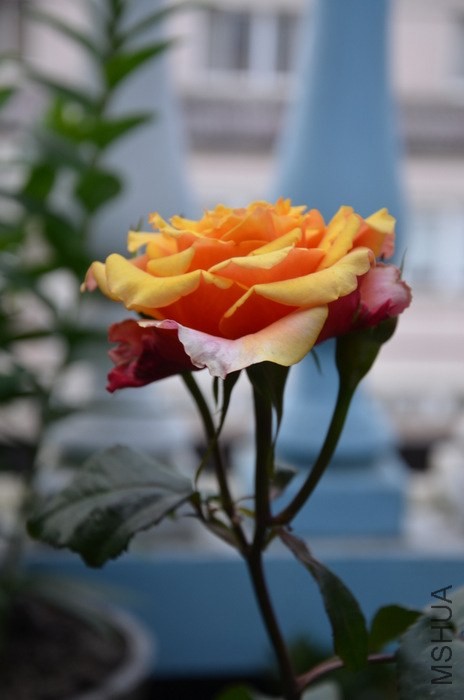 1-DSC_2369.JPG