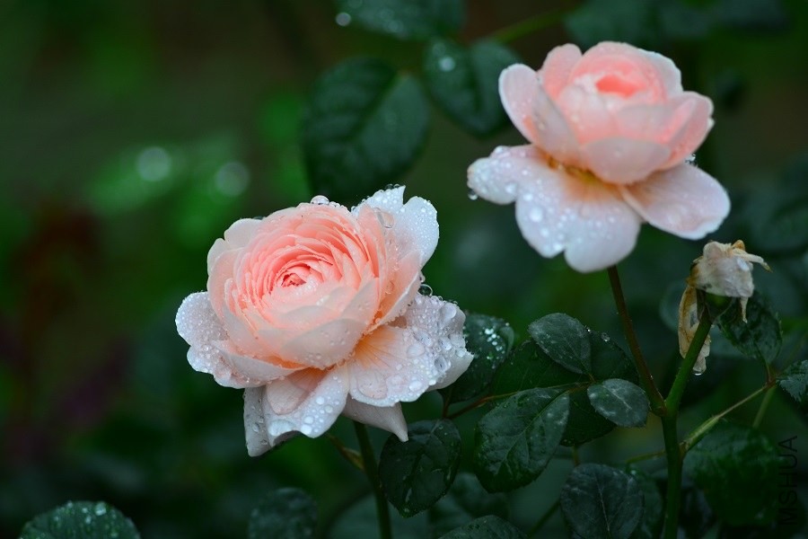 DSC_1338.JPG
