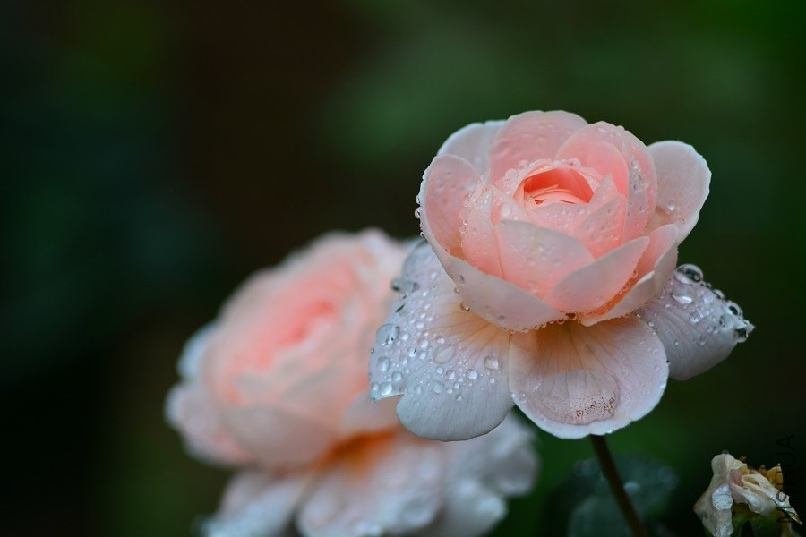 DSC_1339.JPG