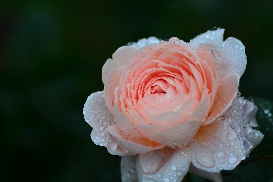 DSC_1340.JPG