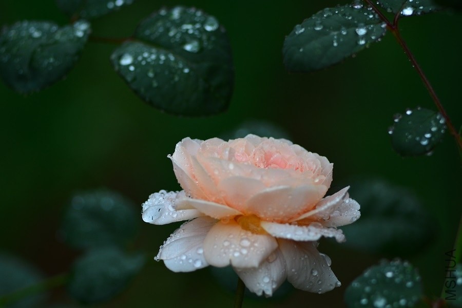 DSC_1341.JPG