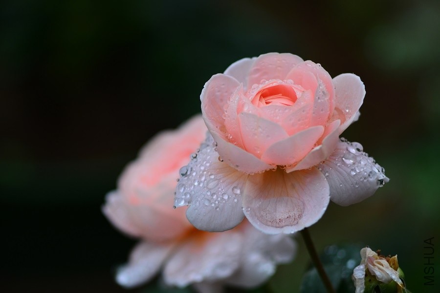 DSC_1345.JPG