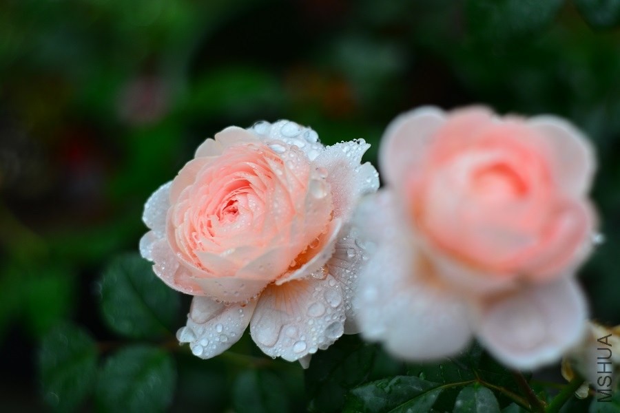 DSC_1348.JPG