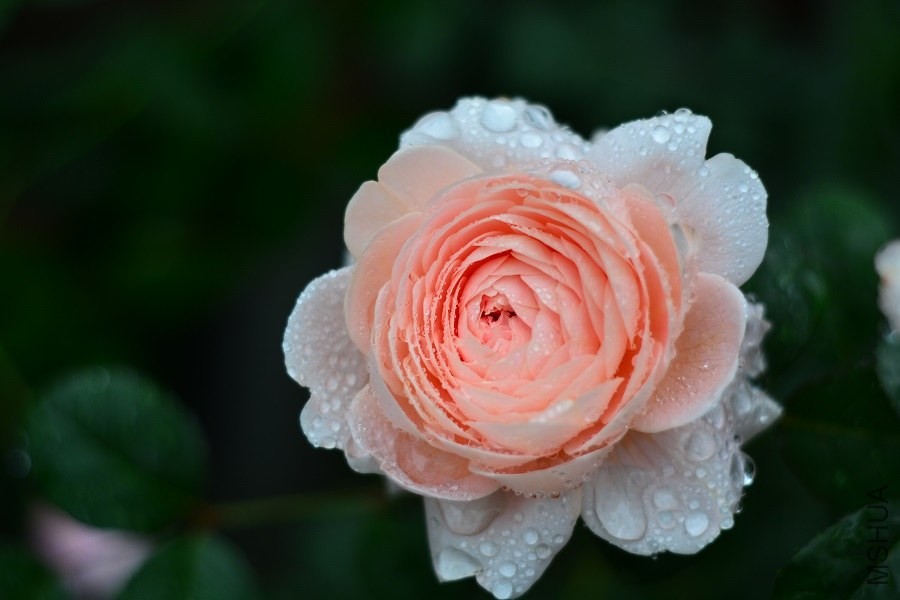 DSC_1349.JPG