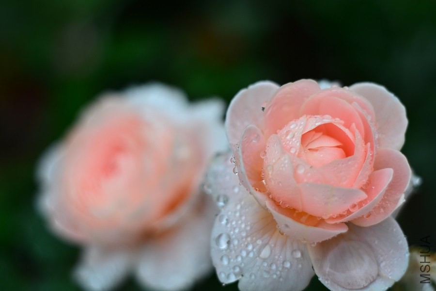 DSC_1350.JPG