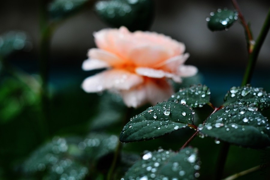 DSC_1355.JPG