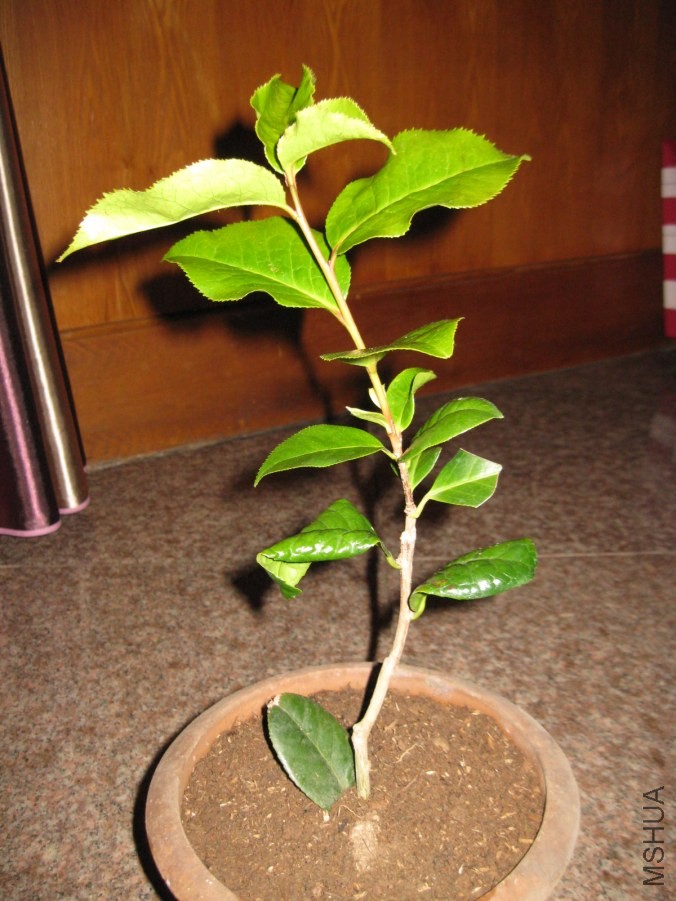 ����Ƥ�� (1).JPG