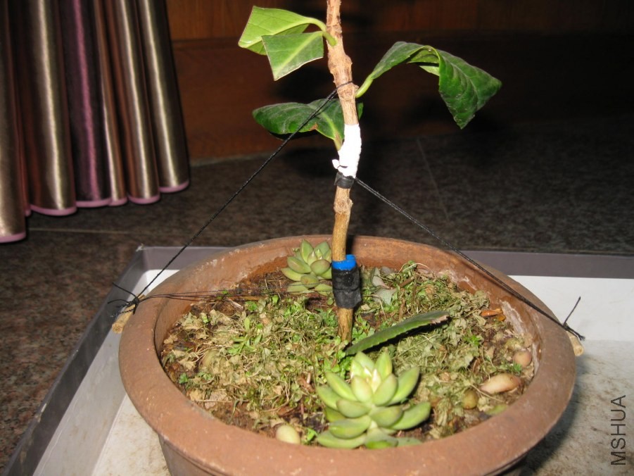 ����Ƥ�� (4).JPG