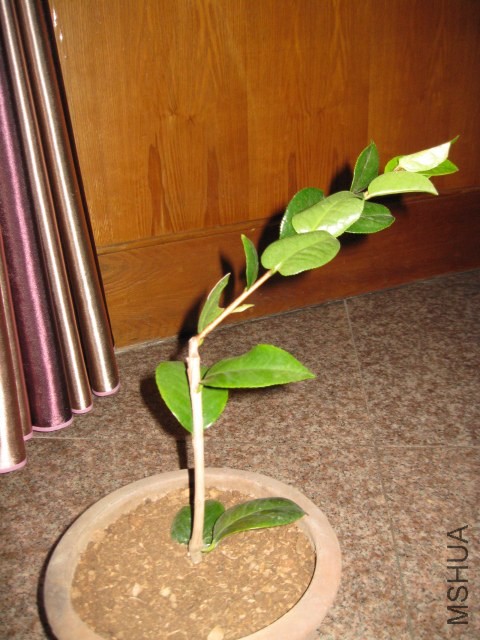 ������˹ (1).JPG