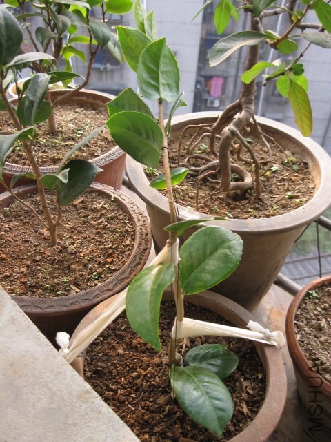 ������˹9 (1).JPG