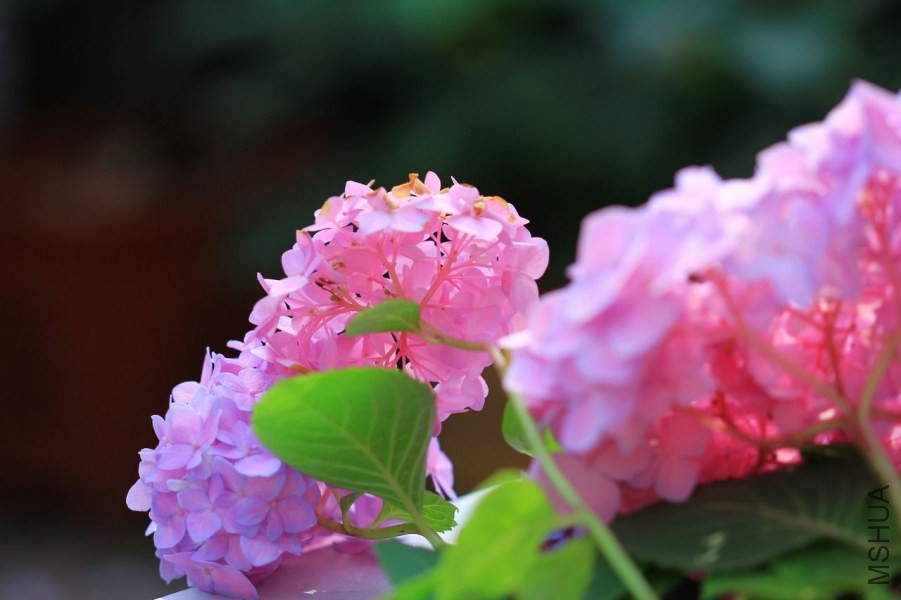 IMG_5185.jpg