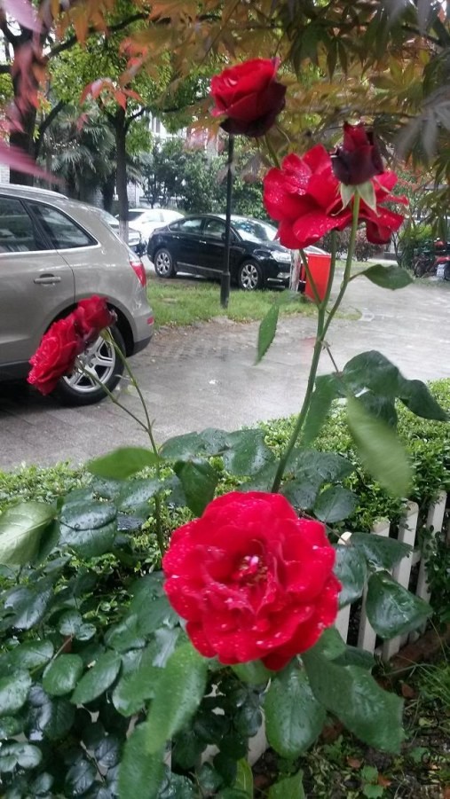 ��ɫ������
