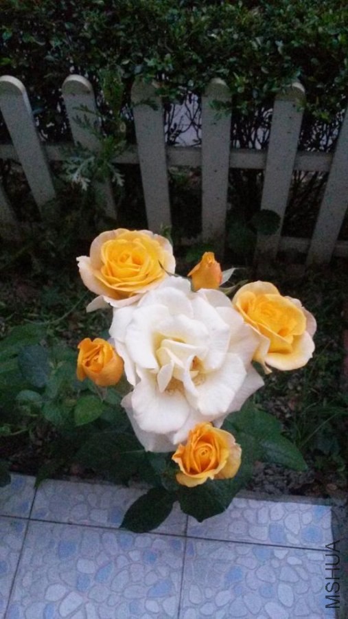 �ơ�ɫ��һ�俪������Χ�ĸտ�