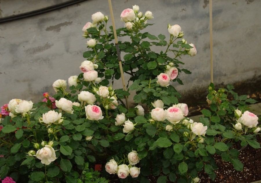 QQ��ͼ20140510214301.jpg