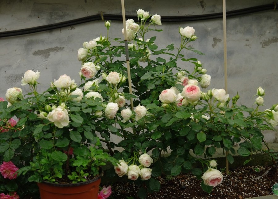 QQ��ͼ20140510214324.jpg