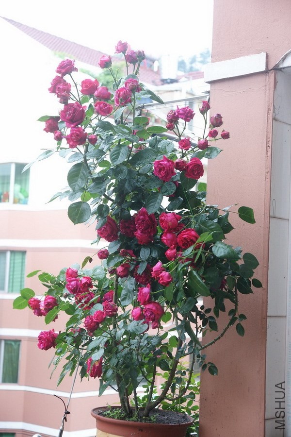 DSC00971-1 .jpg