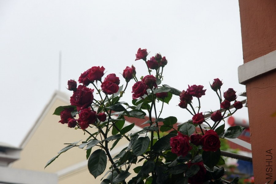DSC00959-1.jpg