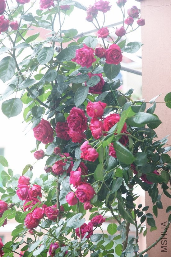 DSC00955-1.jpg