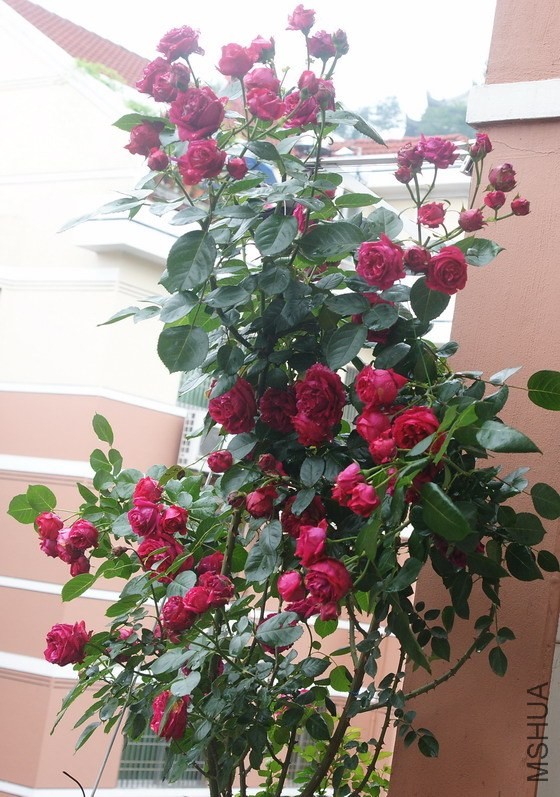 DSC00953-1.jpg