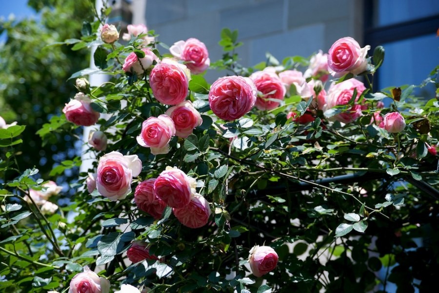 ������С SPR_9388.jpg