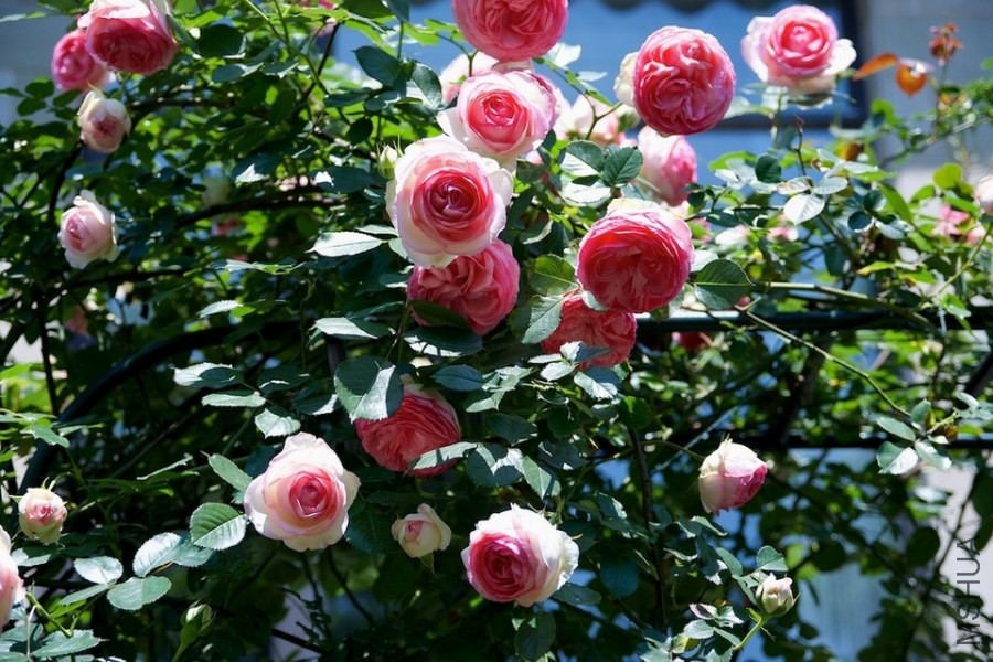 ������С ������С SPR_9392.jpg