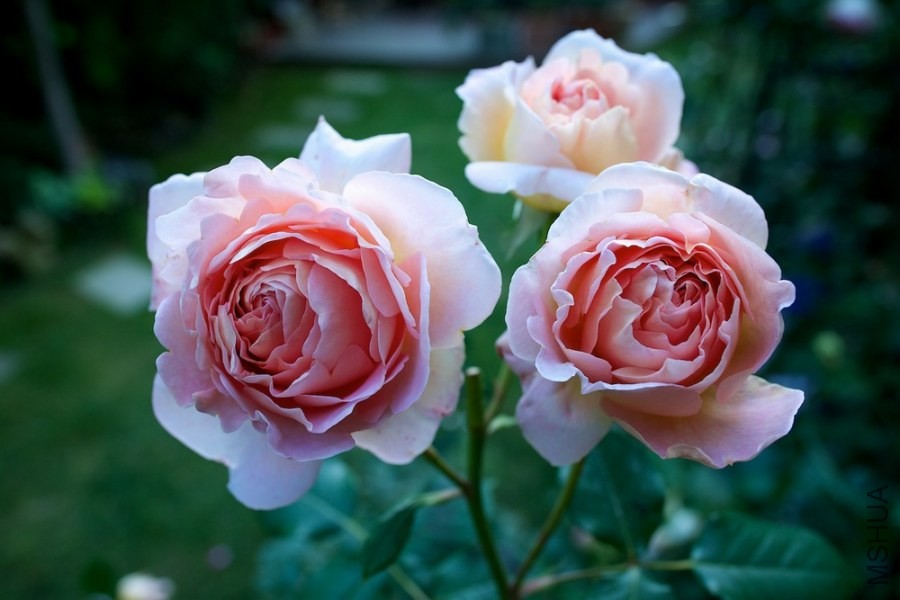 ������С SPR_9411.jpg