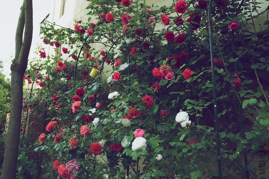 ������С SPR_9465 (1).jpg