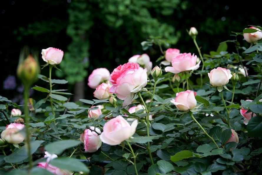 ������С SPR_9237.jpg