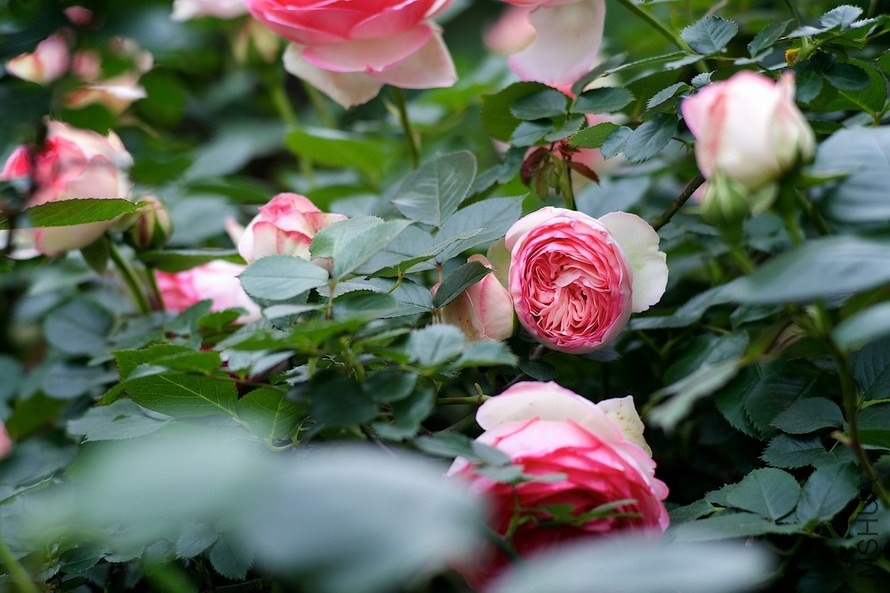 ������С SPR_9248.jpg