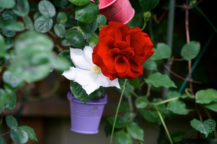 ������С SPR_9279.jpg