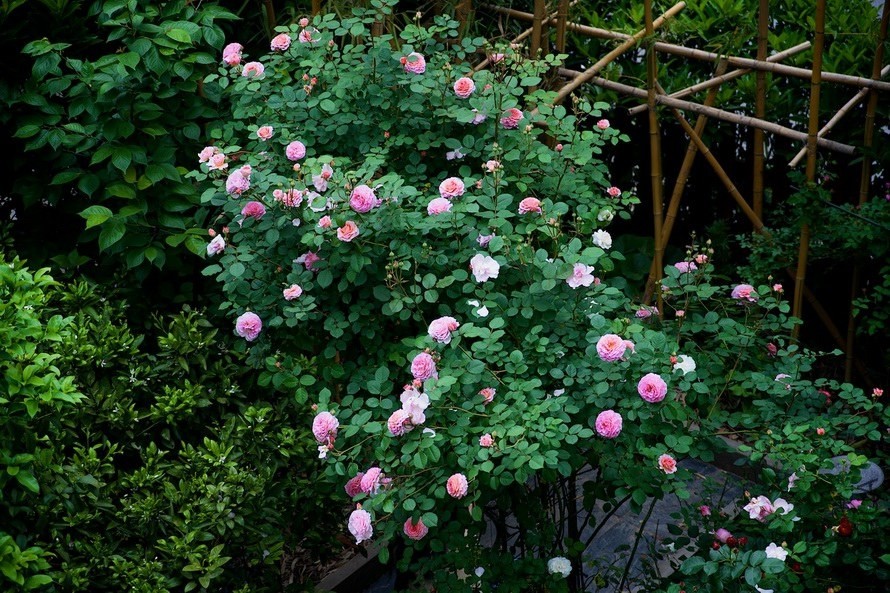 ������С SPR_9318.jpg