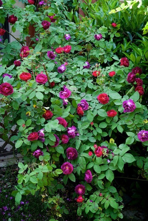 ������С SPR_9326.jpg