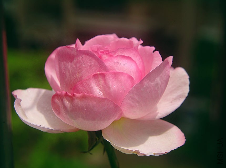 DSCF0060.jpg