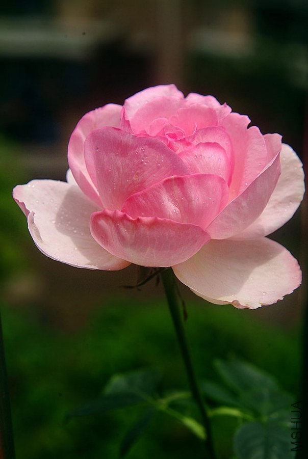 DSCF0055.jpg