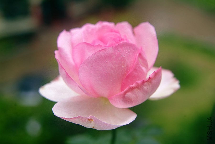 DSCF0037.jpg