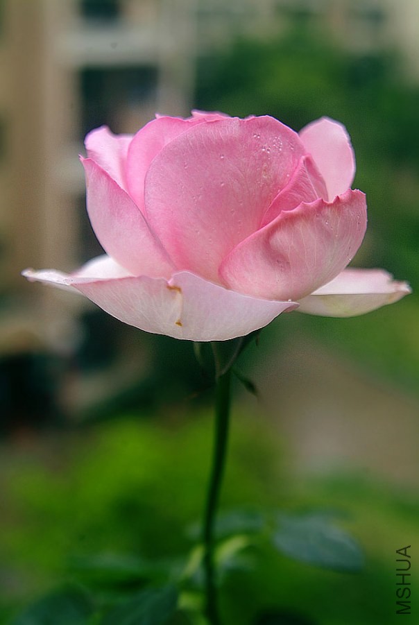 DSCF0036.jpg