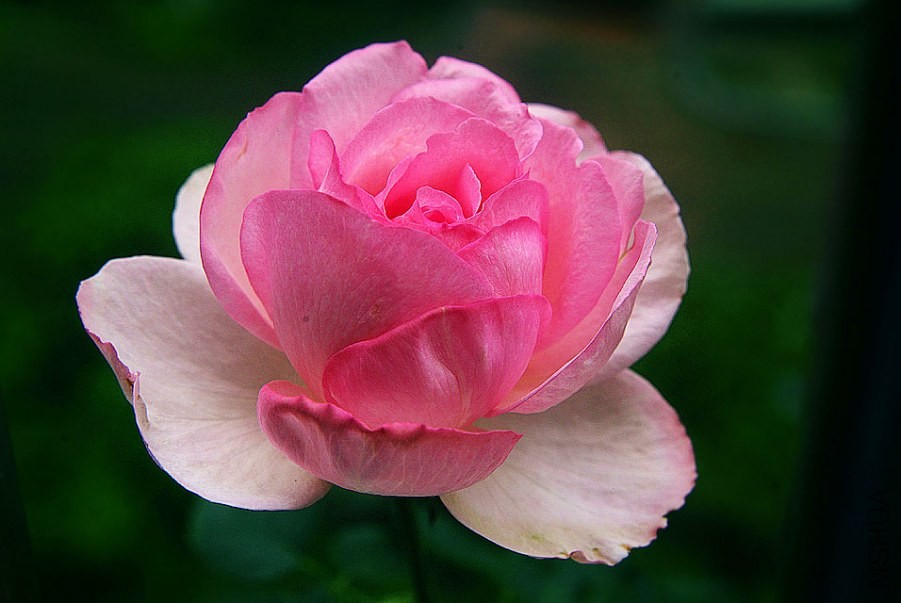DSCF0025.jpg