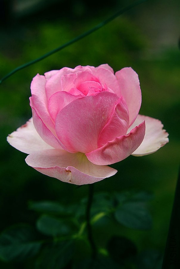DSCF0020.jpg