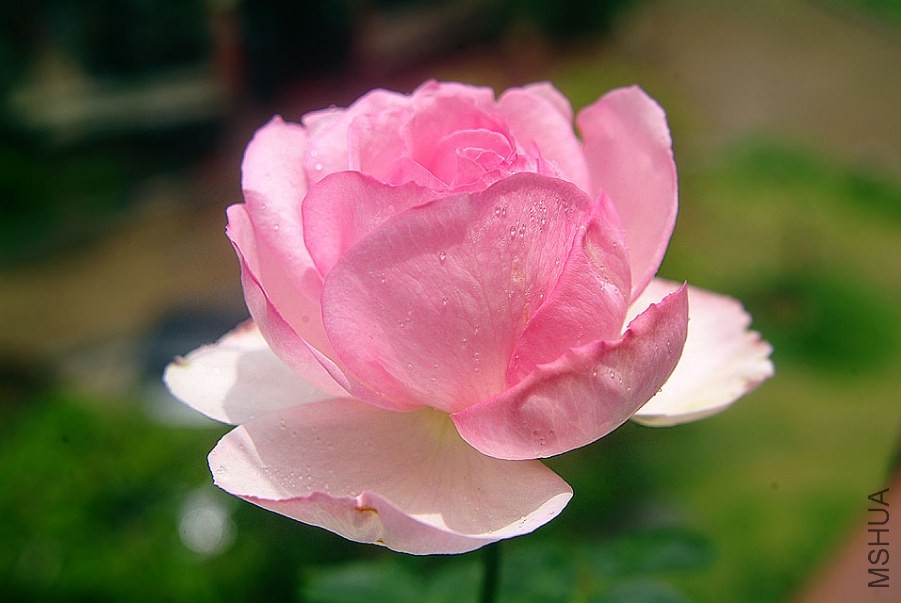 DSCF0038.jpg