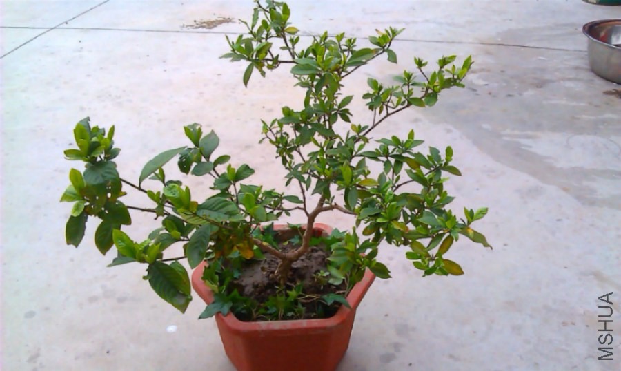 IMAG0201.jpg
