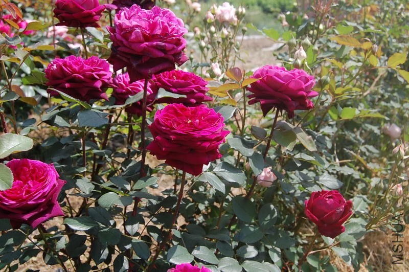 DSC_08730873.JPG