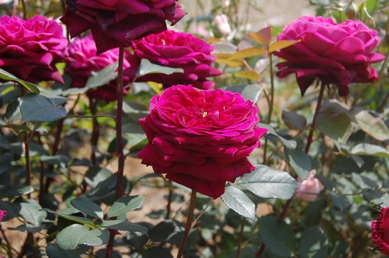 DSC_08740874.JPG