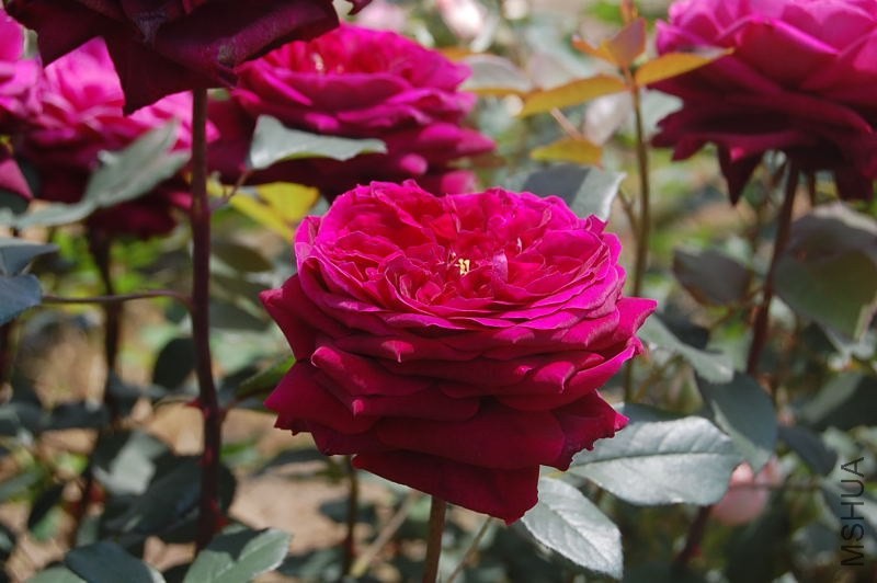 DSC_08750875.JPG