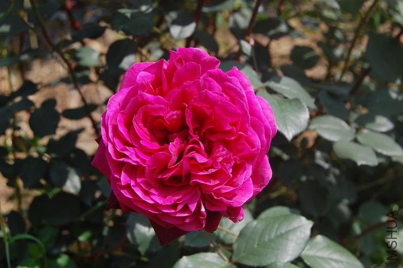 DSC_08760876.JPG