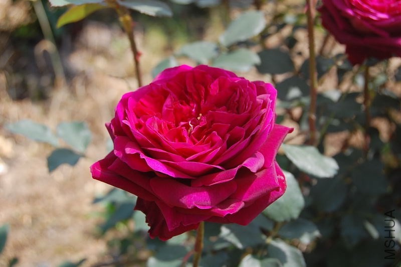 DSC_08770877.JPG