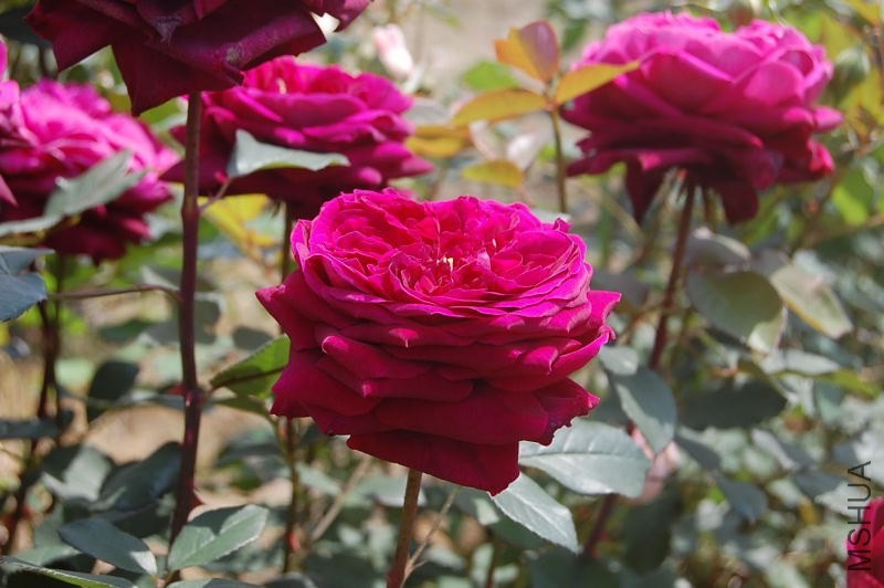 DSC_08790879.JPG
